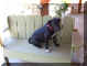 pets4_4_26_04.jpg (92223 bytes)