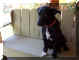 pets9_4_26_04.jpg (85618 bytes)
