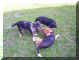 puppiesplaying3.jpg (203495 bytes)